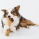 PetStage Dogwood toy for dogs, wooden sticks, medium