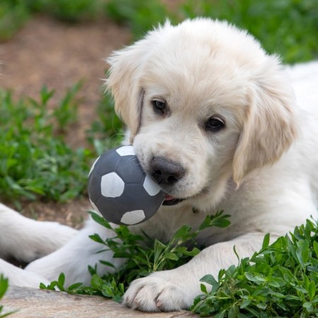 Bruttail toy for dogs from latex "Football", 7 cm, gray-4