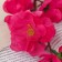 Artificial flowers "Sakura tenderness" 4x60 cm, raspberry