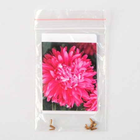 Flowers of Astra "Pot n Patio", Scarlet, Pan American, 10 pcs