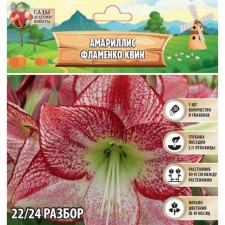 Amarillis 