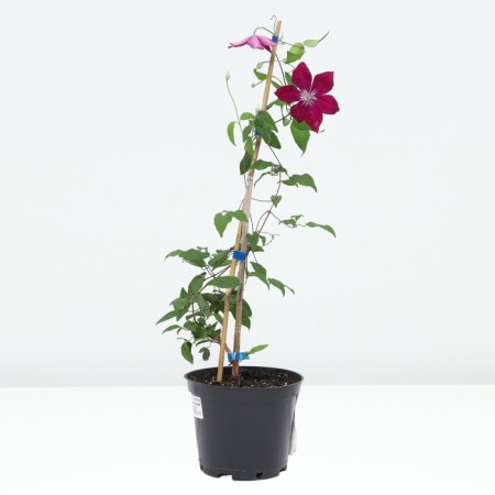 Clematis Large-flowered Ruzh Cardinal, C2 pot, H20-40, 1 pc, summer 2024-1