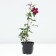 Clematis Large-flowered Ruzh Cardinal, C2 pot, H20-40, 1 pc, summer 2024