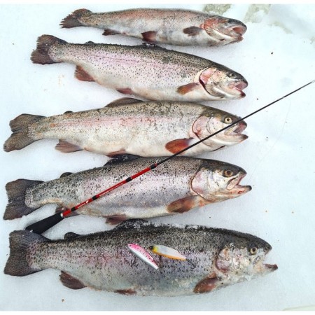 The telescopic winter Salmo Diamond PERCH Tele 52 cm rod-2
