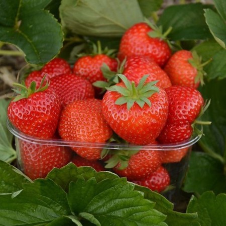 Strawberry Garden Eleans, P9 Pot, 1 pc, summer 2024