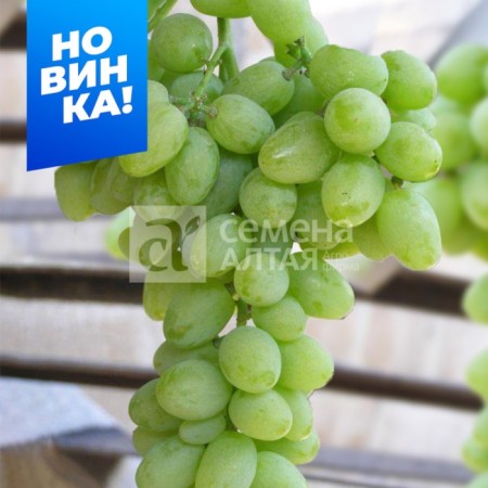 Early grapes (100-115 days) Superranial elegant