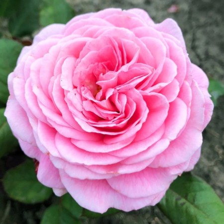 Floribunda Rosa Floribunda "Chanson de Shen", Kustovaya, 1 pc, spring 2024