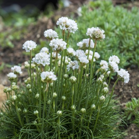 Armeria Primorskaya Armada White, I rr, 1 pc, 20 h (cm), spring 2025