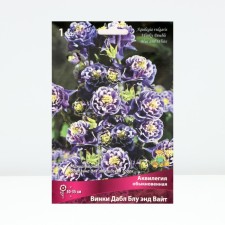 Aquilegia Ordinary Winks Dubl BLU End White, Rr. I, 1 pc, Spring 2025