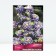 Aquilegia Ordinary Winks Dubl BLU End White, Rr. I, 1 pc, Spring 2025