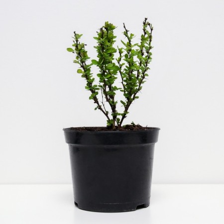 Barberry Tunberg Erekta, C2 pot, H10-50 height, 1 pc, summer 2024-1