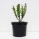 Barberry Tunberg Erekta, C2 pot, H10-50 height, 1 pc, summer 2024