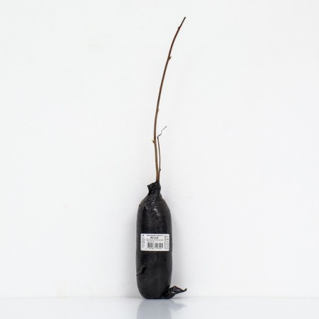 Actinidia argut "Issei", 1 pc, tube, spring 2025-2