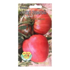Seed Tomat 