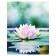 Pillow Roller "Lotus on the water, decorative, size 16x45 cm