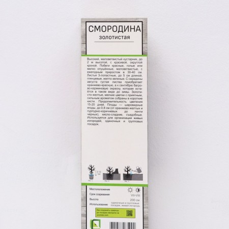 Golden currants, 1 pc, tube, spring 2025-1