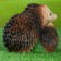 Garden figure "Hedgehogs with an apple" 12x15x14cm