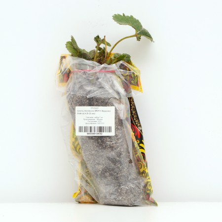 Strawberry seedlings of Friga Federica (9-15 mm), 5 pcs-2