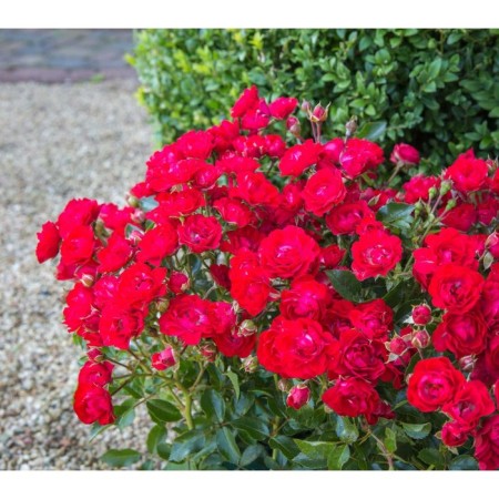 Seedling rose soil cover "Scarlet Meyyandkor", tube, 1 pc, spring 2025