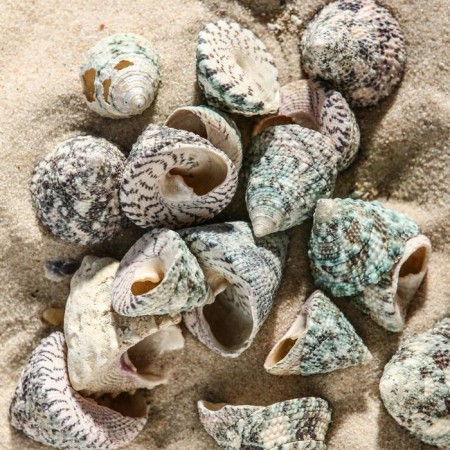 Set of shells Tektus Fenestratus, 100 g-1