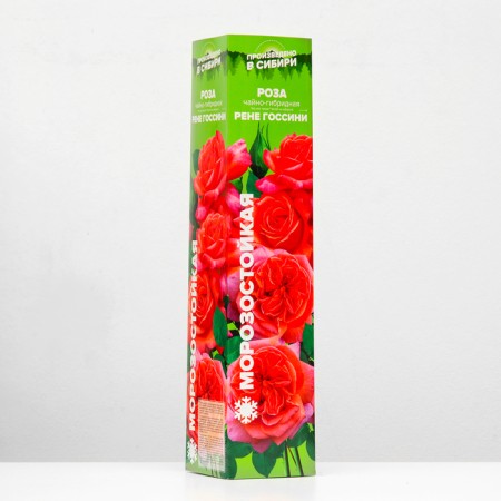 Seedling rose tea-hybrid "Rene Gossini", 1 pc, spring 2024-1