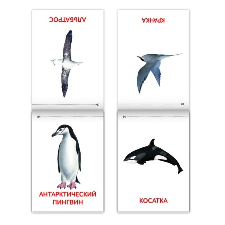 Books Set “Doman Cards. Animals of the continents ”, 6 pcs. 20 p.-3