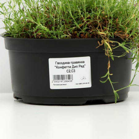 Carnation-grass "Confetti DIP Red", pot C3, 1 pc, spring 2024-3