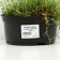 Carnation-grass "Confetti DIP Red", pot C3, 1 pc, spring 2024
