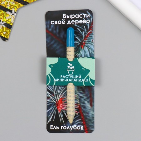 Growing Mini gift pencils grow its tree "Blue spruce"