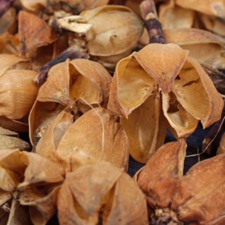 Dry flowers sesamera, 30 g, natural color-1