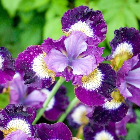 Iris Siberian contrast In Stiles, rr I, 1 pc, spring 2025