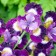 Iris Siberian contrast In Stiles, rr I, 1 pc, spring 2025