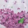 Household bag without fastening, purple color