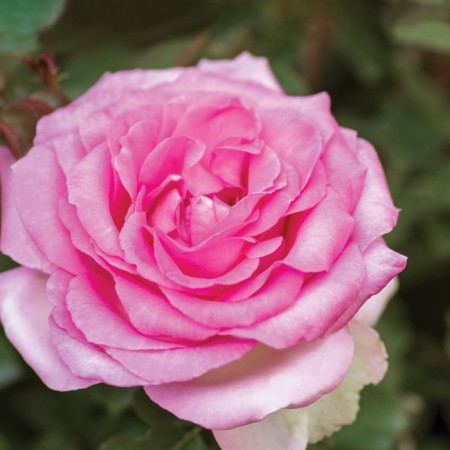Seedling rose "Starlight", tube, spring 2025