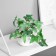 Bonsai in the pot "ivy indoor suite" (soft sheet) 9x6 cm, mix