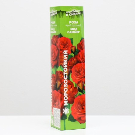 Saphenet Rosa Foreign Ministry Summer, spring 2024, 1 pc.