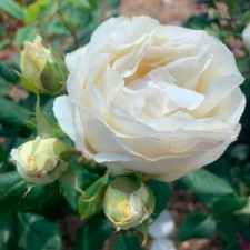 Seedling rose Floribunda 