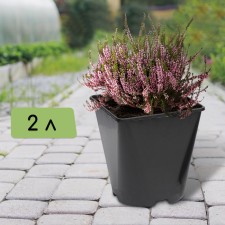 Pot for seedlings, 2 l, d = 14 cm, h = 15 cm, black, greengo