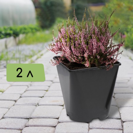Pot for seedlings, 2 l, d = 14 cm, h = 15 cm, black, greengo