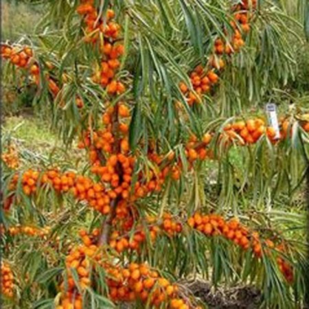 Sea buckthorn "Altai", 1 pc, tube, spring 2024-3