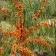 Sea buckthorn "Altai", 1 pc, tube, spring 2024