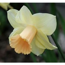 Narcissus Tubular Lorikit, 12/14 rr, 3 pcs, 40 h (cm), autumn 2024