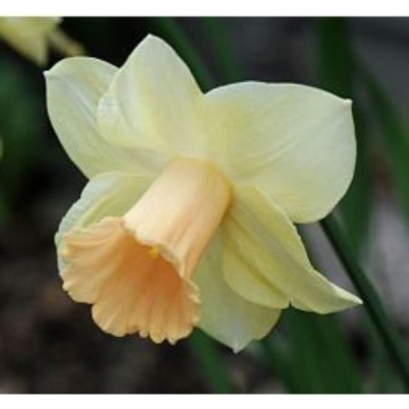 Narcissus Tubular Lorikit, 12/14 rr, 3 pcs, 40 h (cm), autumn 2024