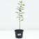 Flox blunt smoky souffle, pot C2, 1 pc, summer 2024