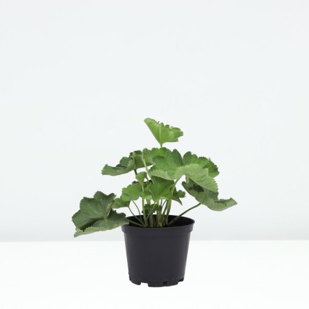 Cuff mild timid, pot C2, 1 pc, summer 2024-1