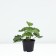 Cuff mild timid, pot C2, 1 pc, summer 2024