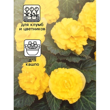 Begonia seeds "Fortuna Golden", F1, 4 pcs. 1021742-2