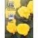 Begonia seeds "Fortuna Golden", F1, 4 pcs. 1021742
