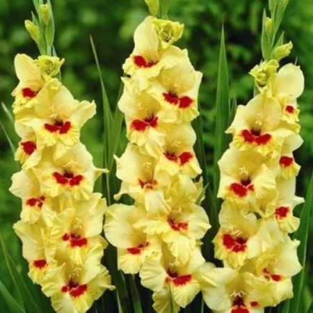 Gladiolus large-flowered "Albandeira", rr 8/10, 7 pcs,-1