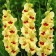 Gladiolus large-flowered "Albandeira", rr 8/10, 7 pcs,